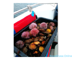 Морская рыбалка, экскурсии в Баренцевом море